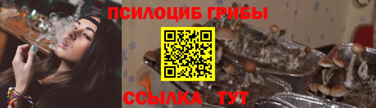 Галлюциногенные грибы GOLDEN TEACHER  Галлюциногенные грибы Psilocybe  наркотики  Вход с VPN  Вичуга 